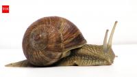 Researchers discover two new snail species in Montenegro after studying differences in their shells, anatomy, and DNA
