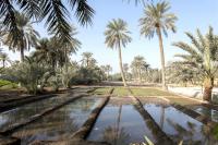 Bahraini farmers get chance to apply for subsidised fertiliser