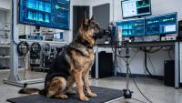 AI in Animal Communication: How Sound Analysis in Lithuania Reveals Complex Patterns