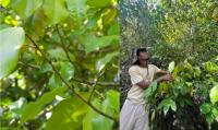 Protecting the rare and unknown: Continued exploration of Silhouette’s key biodiversity hotspots (KBAs) by ICS