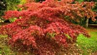 Japanese maples will look prettier in autumn if you add 1 natural item to the soil now