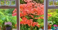 Japanese maples will be healthier and prettier if you place 1 natural item in the soil