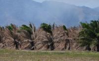 DROUGHT TRIGGERS AUTOMATIC CLIMATE INSURANCE PAYOUTS FOR PNG COMMUNITIES