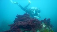 Israeli researchers crack Galapagos mystery