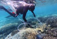 Australia supports Palau effort to cull more than 2,200 crown-of-thorns starfish