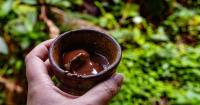 Can nature save cocoa? Industry’s response to a supply crisis