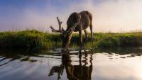 Speed over species? What experts are saying about Ottawa's new major projects bill