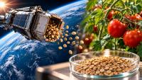 12.5 million tomato seeds, 69 months in space and 3.3 million students: NASA’s unusual experiment