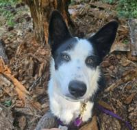 NGO recruiting four-legged ‘specialist’ to help deal with bear incidents