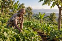 Could 240 Million Smallholders Feed the World’s Next 1.5 Billion People?