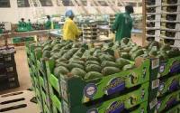 Kenya eyes higher exports to Germany