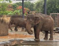 Honolulu Zoo Elephants Are Healthy, Active And Loved