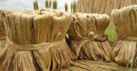 Bangladesh sets $2b jute export target for 2031