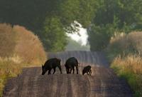 Rural France is fighting a boar war