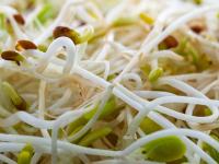 Ohio's Berlin Seeds Recalls Alfalfa Sprouting Seed Sold to Home Growers in 44 States from Outbreak-Linked Lot