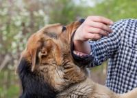 Rabies deaths reach 15 in South Africa as World Rabies Day urges stronger action