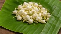 Gardening Tips: Jasmine to Lucky Bamboo; 5 Plants Known for Romance, Good Luck