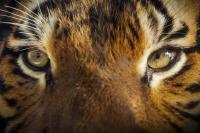 Malayan Tiger Facts, Population and Habitat