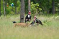 Vulture Numbers Rise Amid Push for Stronger Protection