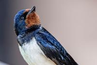 Wildlife expert Graham Workman tries to find out why swallows fly so far south for the winter