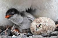 Scientists Identify New Penguin Species for the First Time in More Than 100 Years