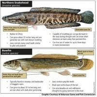 MDC officials confirm northern snakehead fish in Oregon County’s Eleven Point River