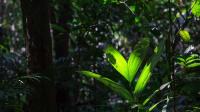 The Amazon Could Hold $215 Billion Worth of Undiscovered Medicines. Can We Find Them Before Deforestation Claims Them?