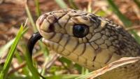Louisiana's rarest snake: Researchers believe only this many remain