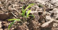 Farm safety net elections open, decision aid offered