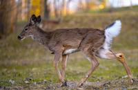 Michigan’s Deer Problem: Too Many Does, Too Many Deductibles