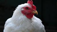 Carmistin opens third organic broiler farm in Romania