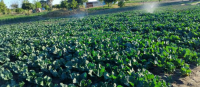 Horticulture Import Gap Still There for Farmers to Fill