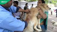 South Africans warned as rabies deaths reach 15 in 2026