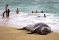 Hawaii Tourist Accused of Hurling Rock at Seal Has Restrictions Eased