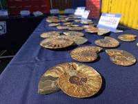 Chile Unwraps 222 Smuggled Fossils Declared as Household Glassware Instead of History