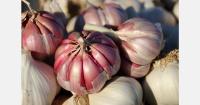 Morocco's new garlic import licensing system catches Spanish exporters off guard