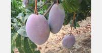 "Oversupply and low prices of Brazilian mango have pushed us out of certain markets"