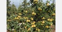 Portuguese pear season starts early with good size and sugar levels