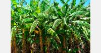 EU funding lifts banana yields and cuts losses in Cameroon