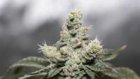 Scientists Uncover Worrying Link Between Frequent Cannabis Use and Seizures