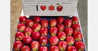 New packing facility and trade tensions drive demand for British Columbia grown apples