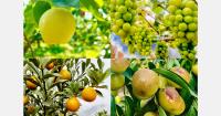 Onedayone Group and Francaise Food partner in Saudi Arabia