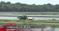 Alabama Cormorant Relief Act to help catfish farmers