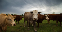 Cattle Industry Leaders Blame Workforce Disruptions on ICE Operations