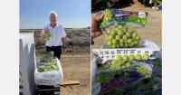 California grape harvest expected to finish early, but supply could extend into December