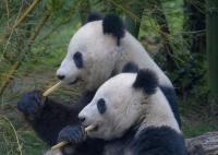 Giant Pandas Begin New Stay at Atlanta Zoo