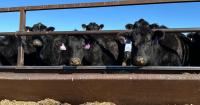 Mona Charen: Beef in Kansas with Trump could cost Roger Marshall his Senate seat