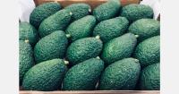 "Moroccan Hass avocado harvest is expected at around 100,000 tonnes"