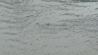 Shark spotted swimming through flooded New Jersey street in nor'easter