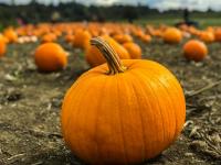 Hidden New Jersey cafe with one of the most fun fall drinks ever